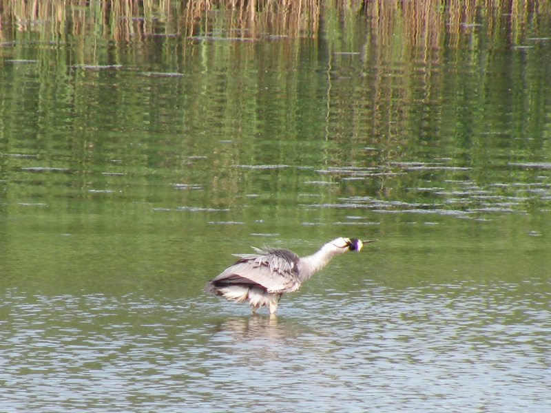 Ardea cinerea?